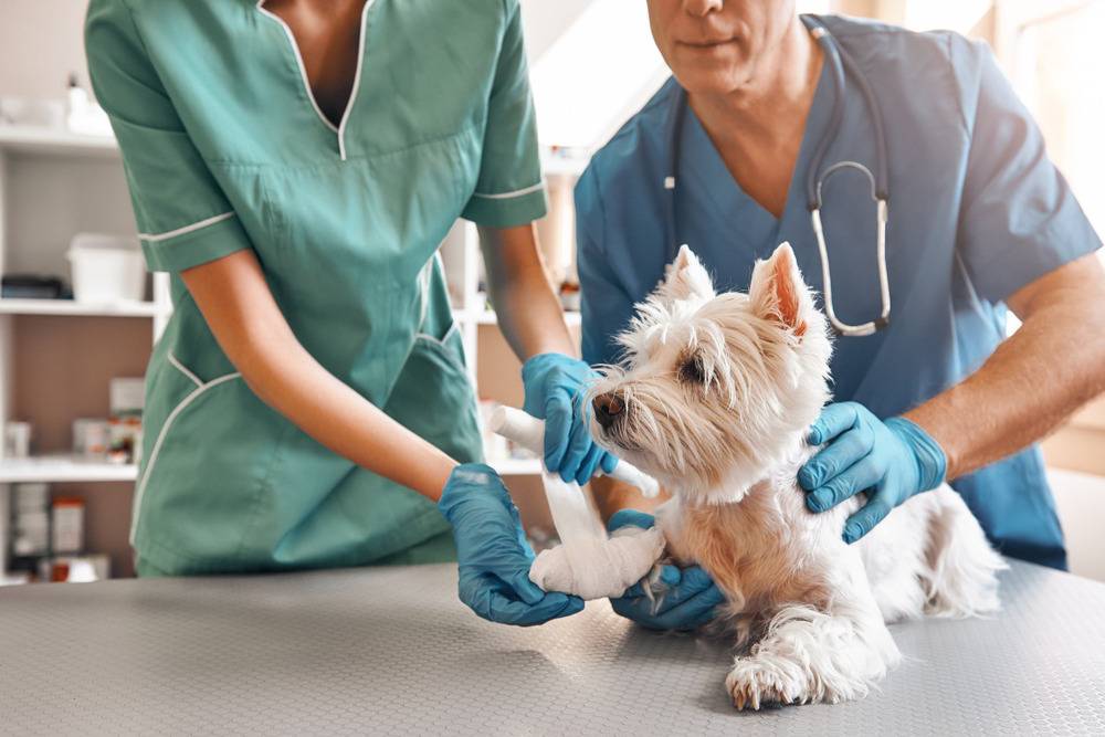 Seguridad e higiene en las clínicas veterinarias